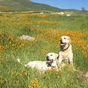 Meet your Posher, Dave